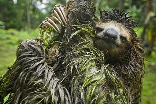 "Vua lười" Bradypus tridactylus