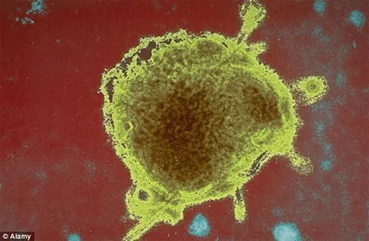Virus sởi được biến đổi đặc biệt có thể đầu độc và tấn công các tế bào u tủy, nhưng vẫn "tha chết" cho những mô bình thường