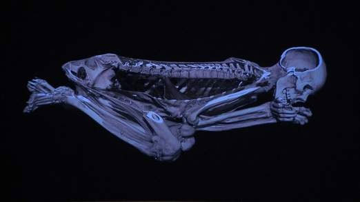 Giải mã xác ướp Ai Cập nhờ máy chụp cắt lớp CT mới