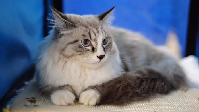 Mèo Maine Coon là một nòi mèo nhà có đặc điểm kiểu hình đặc trưng và có kỹ năng săn mồi đáng nể.