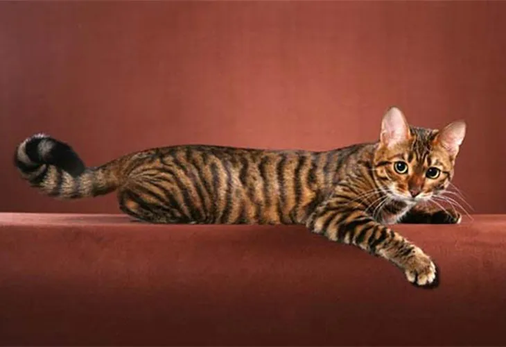 Những con Toyger thực chất là những chú mèo lai.