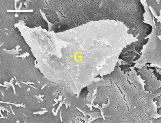 Hình ảnh hiển vi (2 micron) cho thấy góc dưới của một mảnh graphene đâm thủng màng tế bào - các tính chất cơ học như cạnh sắc và góc nhọn có thể khiến graphene gây nguy hiểm cho các tế bào người.