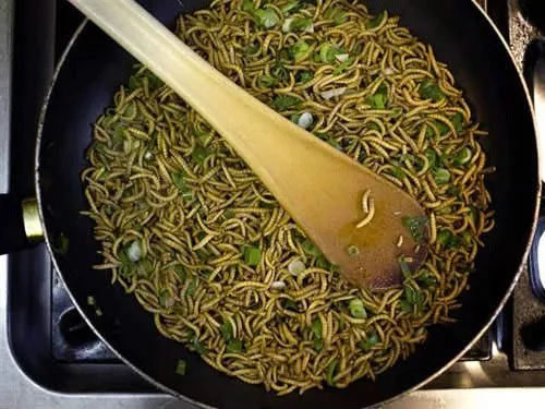Sâu gạo chứa hơn 76% protein