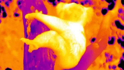 Hình ảnh chụp bằng camera nhiệt hé lộ, phần thân chúng ôm có nhiệt độ thấp nhất trên cây