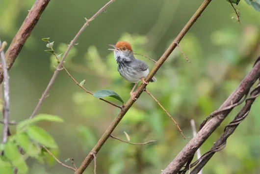 Chim chích bông Campuchia (Orthotomus chaktomuk)