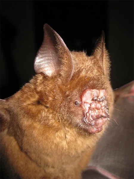 Dơi mũi lá Griffin (Hipposideros griffini)