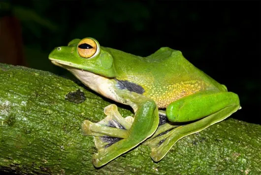 Ếch xanh khổng lồ biết bay (Rhacophorus helenae).