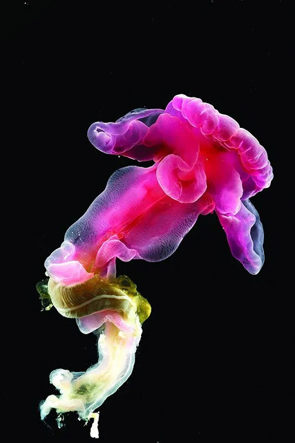 Loài giun biển phát sáng Acorn Worm này sống ở độ sâu 2.700m.