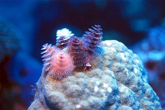 Giun cây thông giáng sinh (Christmas tree worm)
