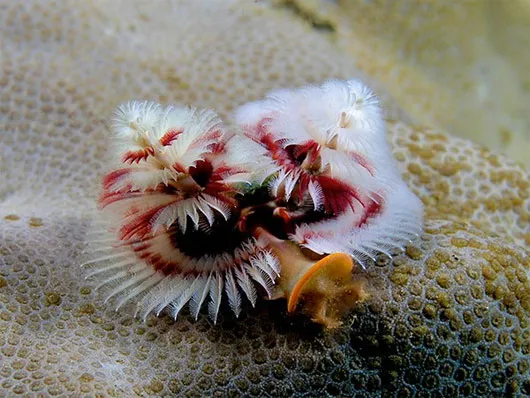 Giun cây thông giáng sinh (Christmas tree worm)