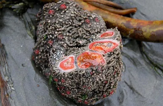 Pyura chilensis
