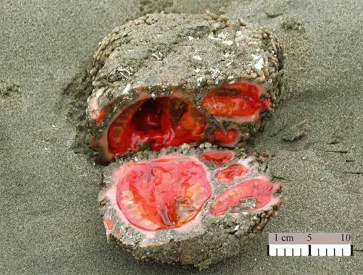 Pyura chilensis