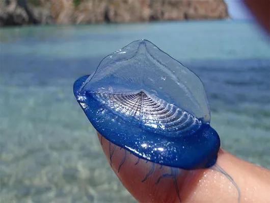 Sứa Velella