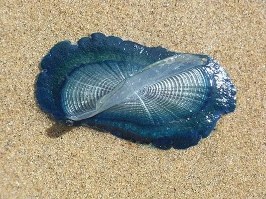 Sứa Velella