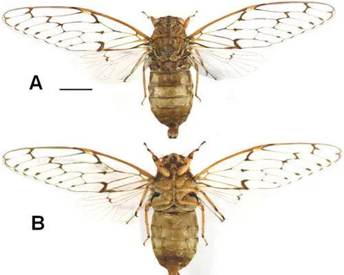 Con đực loài ve sầu Semia gialaiensis Pham & Constant, 2013. (A): nhìn từ mặt lưng. (B): nhìn từ mặt bụng.