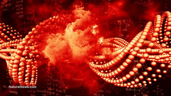 ADN từ thực phẩm biến đổi gene “đi thẳng” vào cơ thể con người