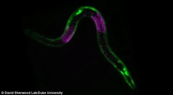 Giun tròn C.elegans có thể nhịn đói ít nhất là 2 tuần và vẫn phát triển bình thường