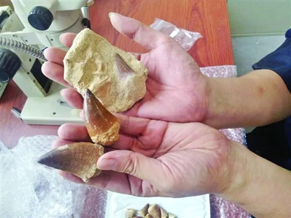 Một số hóa thạch răng Mosasaurus trong bưu phẩm được gửi từ Mỹ đến Trung Quốc