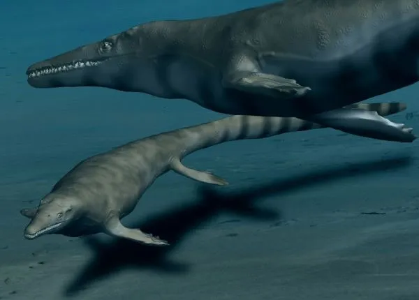 Hình ảnh mô phỏng hai cá thể thuộc loài Mosasaurus