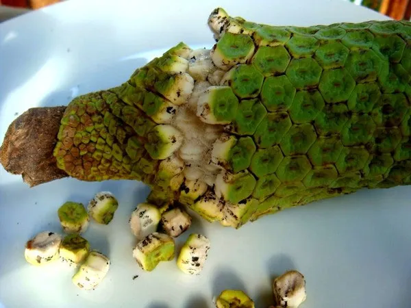 Monstera deliciosa