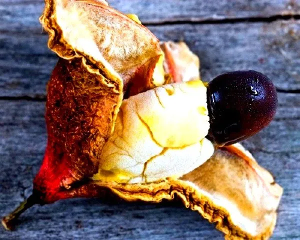 Quả Ackee