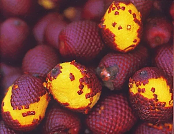 Quả Aguaje