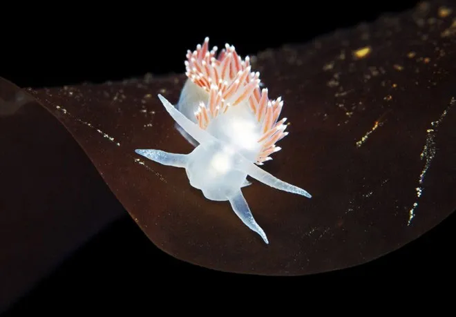 Flabellina verrucosa là loài sên biển tuyệt đẹp với chiều dài khoảng 25mm.