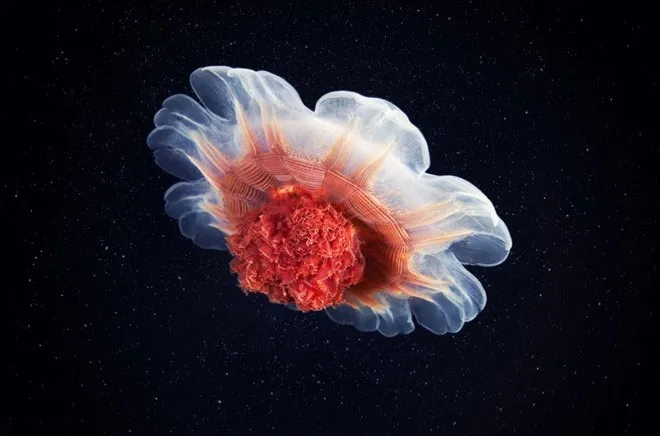 Cyanea capillata là loài sứa lớn nhất thế giới mà con người ghi nhận.