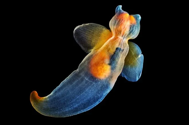 Thiên thần biển (danh pháp khoa học Clione limacina) là loài động vật thân mềm.