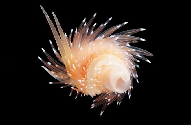 Flabellina polaris là loài động vật thân mềm hiếm tuyệt đẹp, sống ở những vùng nước sâu, tối và lạnh giá.