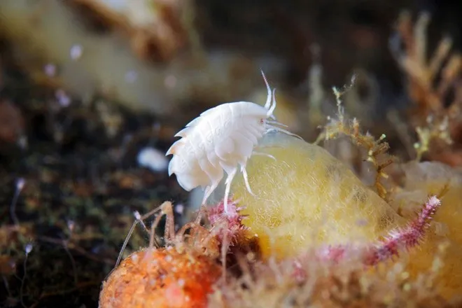 Acanthonotozoma inflatum là loài giáp xác nhỏ sống dưới đáy biển.