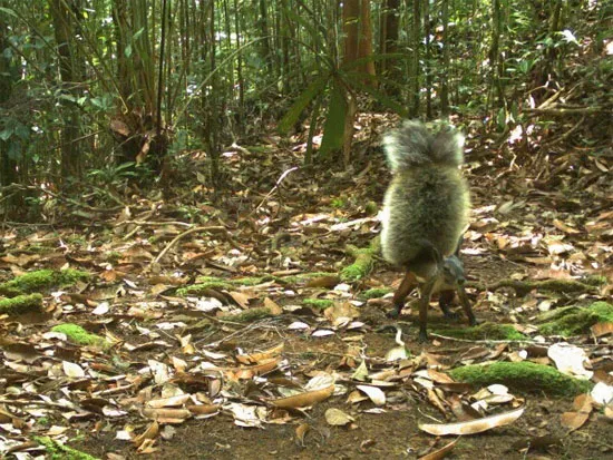 Hình ảnh ghi lại được về Rheithrosciurus macrotis trong rừng Borneo