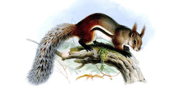 Hình ảnh về loài Rheithrosciurus macrotis