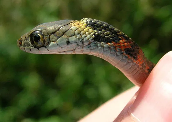 Khi tích trữ được chất độc những con rắn Tiger keelback sẽ trở nên hung dữ hơn bình thường