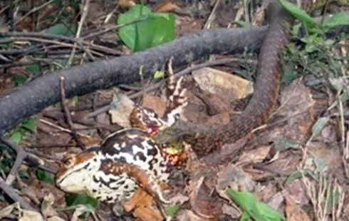 Rắn Tiger Keelback có khả năng ăn trộm chất độc từ những con cóc