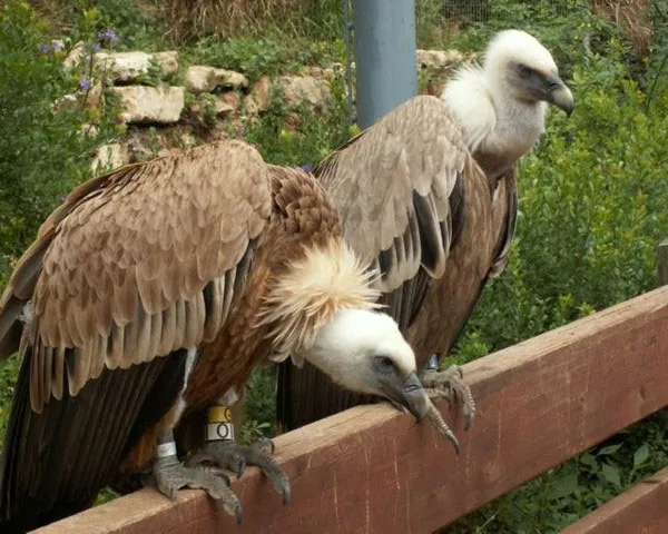Kền kền giống Griffon