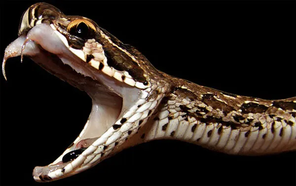Rắn độc Russell’s Pit Viper