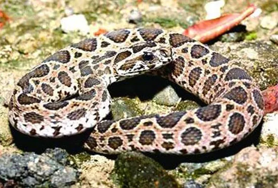 Rắn độc hổ bướm Russell's Pit Viper là một trong "tứ đại nọc độc"