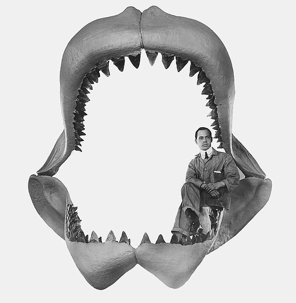 Megalodon thì khổng lồ và cần “khẩu phần ăn” từ các loài vật lớn.