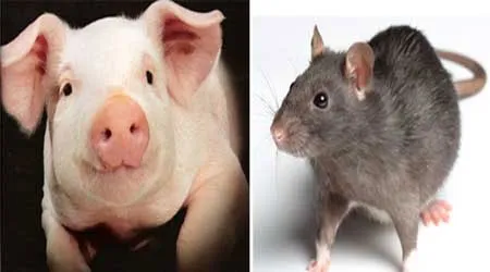 Nếu tiến hóa để có khả năng sử dụng công cụ và phát triển hơn nữa trí thông minh, lợn và chuột được cho là có thể cạnh tranh vị trí thống trị Trái đất với con người.