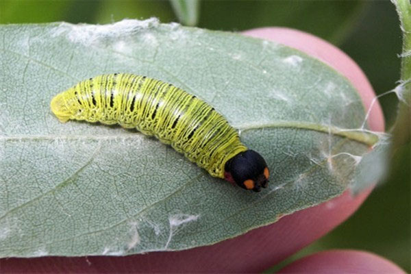 Các loài động vật quái đản: thở bằng hậu môn, "xì hơi" để bơi