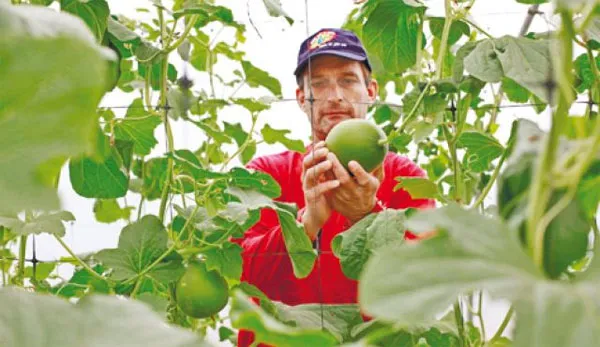 Nông dân Arava đang kiểm tra sản phẩm