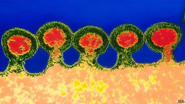 Các virus HIV đang trỗi dậy từ một tế bào nhiễm bệnh