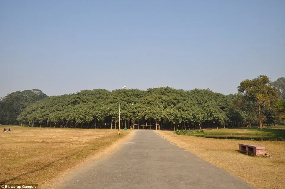 Cây cổ thụ 250 năm tuổi này được gọi là The Great Banyan.