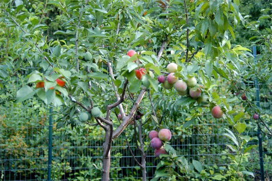 Các loại quả khác nhau với nhiều màu sắc trên cùng một nhánh cây