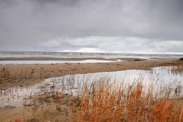 Nơi tìm ra con cá pacu ở biển Baltic