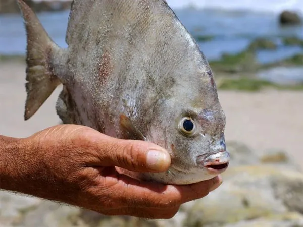 Cá Pacu bất ngờ xuất hiện tại Nga