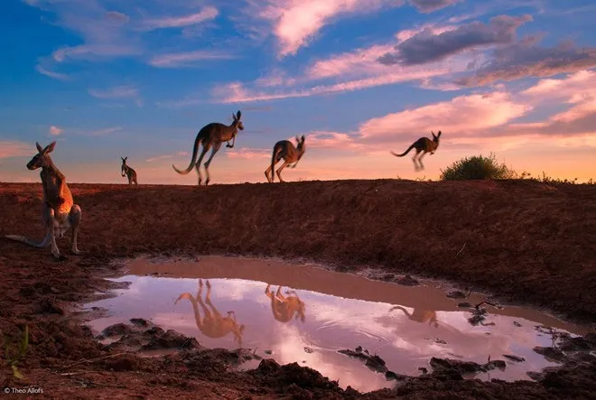 ức ảnh “Đàn Kangaroo uống nước trong hoàng hôn” của Theos Allofs người Đức.