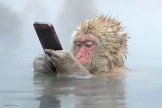 Khỉ nghịch điện thoại thông minh trong suối nước nóng của tác giả Marsel van Oosten người Hà Lan.