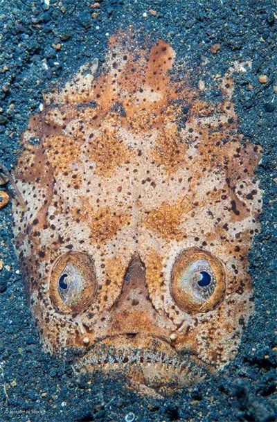 Cá Stargazer (chiêm tinh hay sao Nhật) có tên khoa học là Pleuroscopus pseudodorsalis.